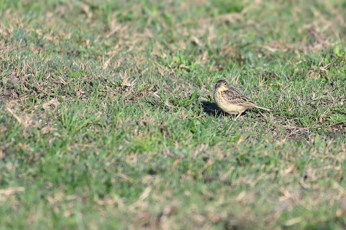 Hellmayr's Pipit - ML621819553