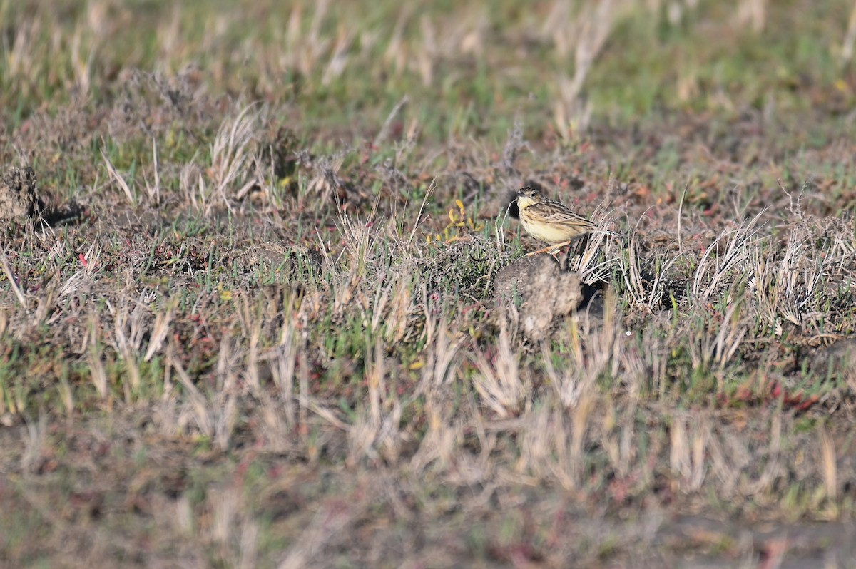 Hellmayr's Pipit - ML621819554