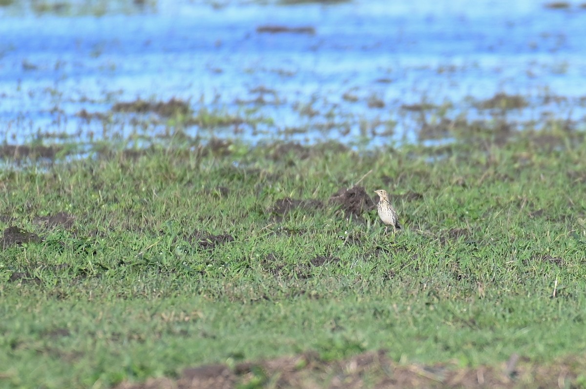 Correndera Pipit - Hannes Leonard