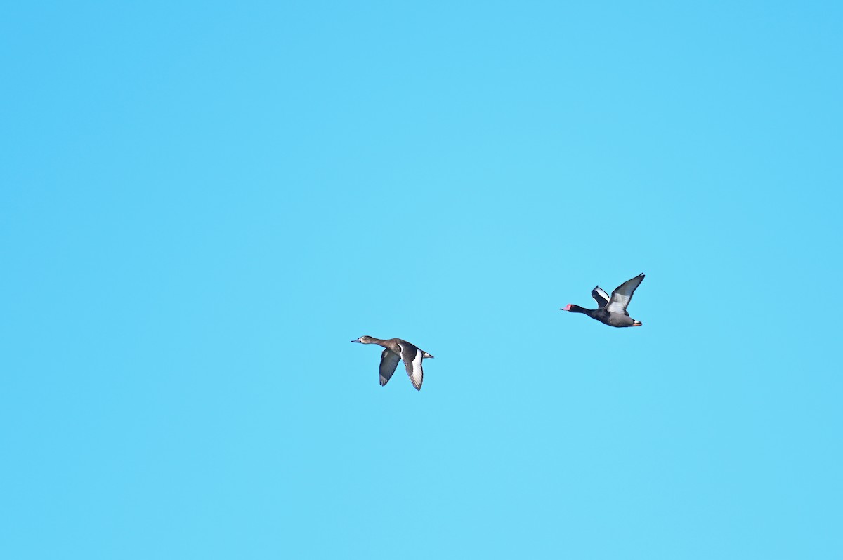 Rosy-billed Pochard - ML621819563