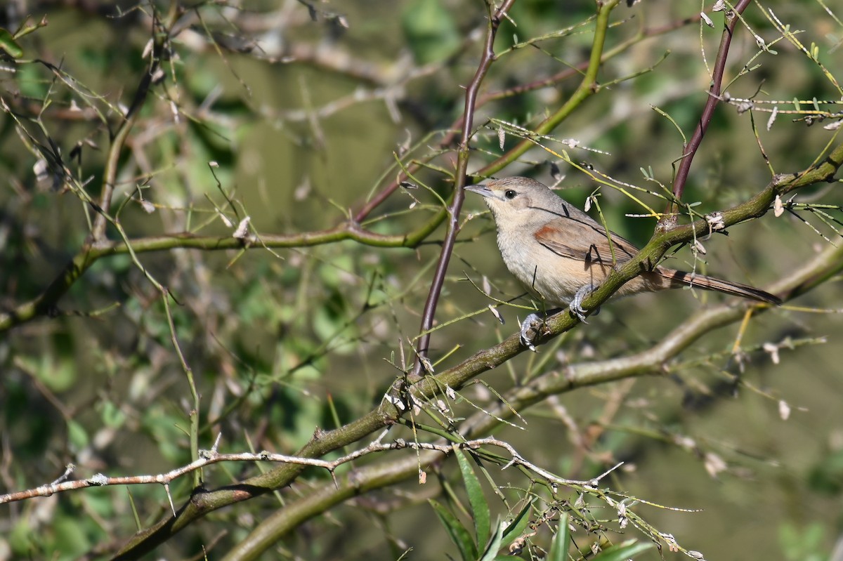 Little Thornbird - ML621819587