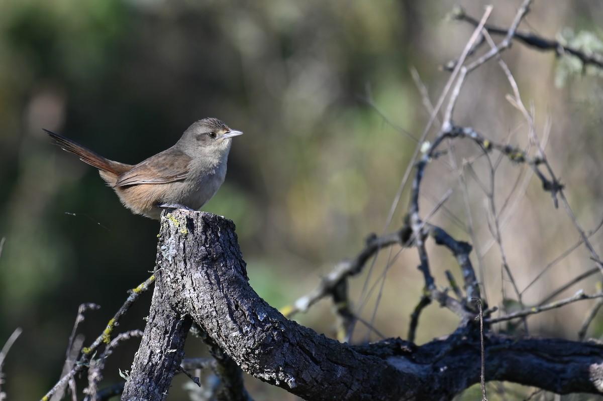 Little Thornbird - ML621819588