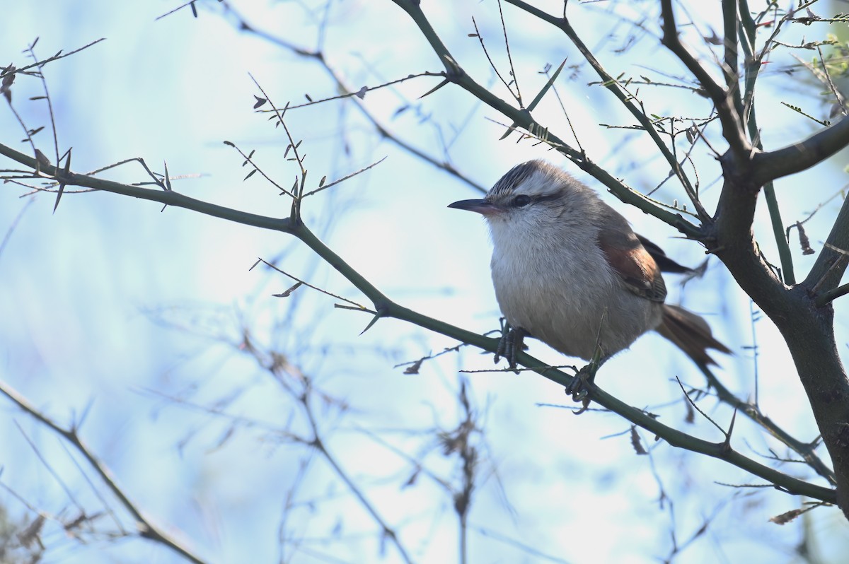 Stripe-crowned Spinetail - ML621819590