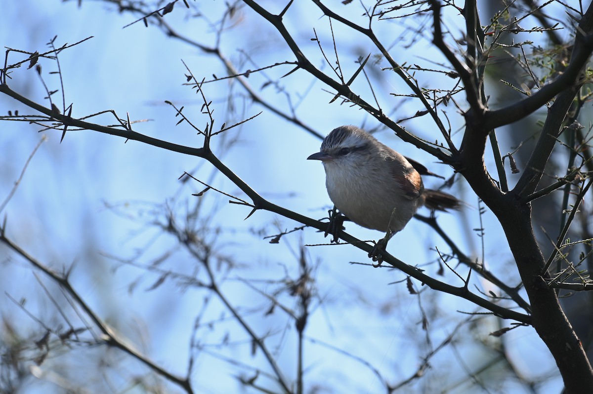 Stripe-crowned Spinetail - ML621819591