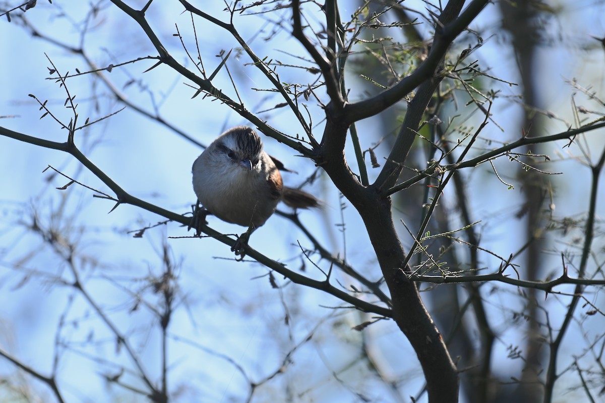 Stripe-crowned Spinetail - ML621819592