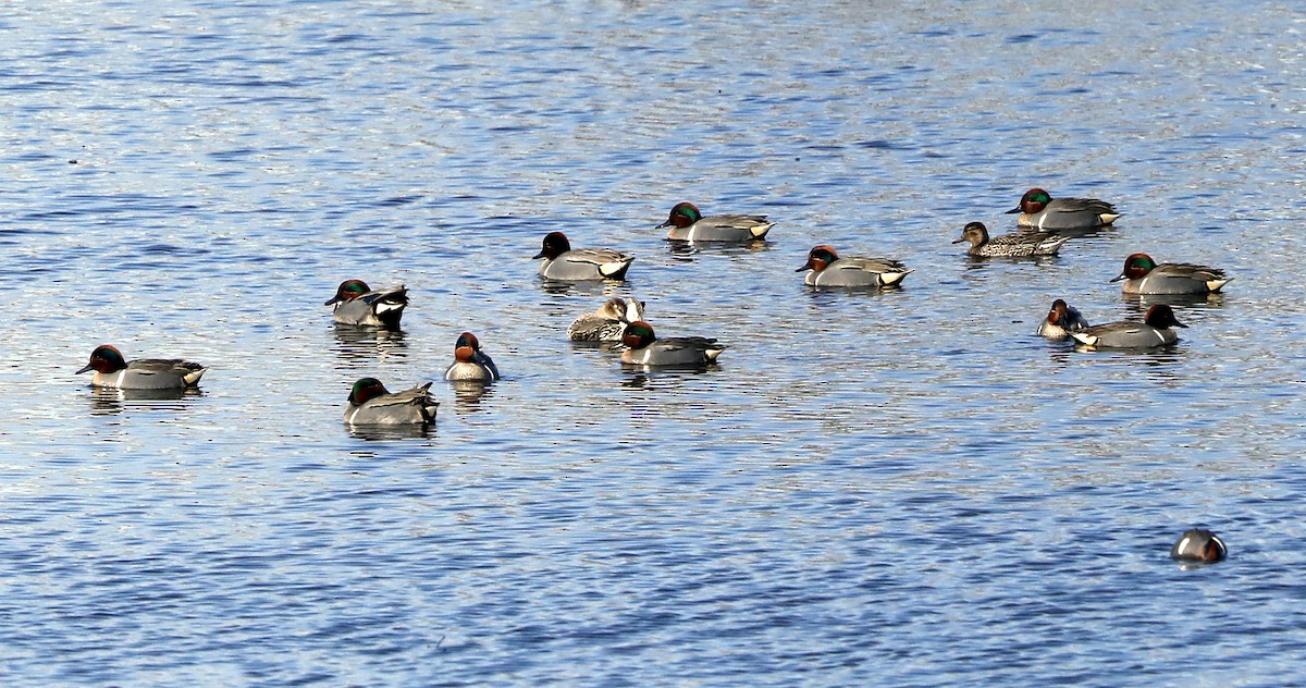 Green-winged Teal - ML621819600