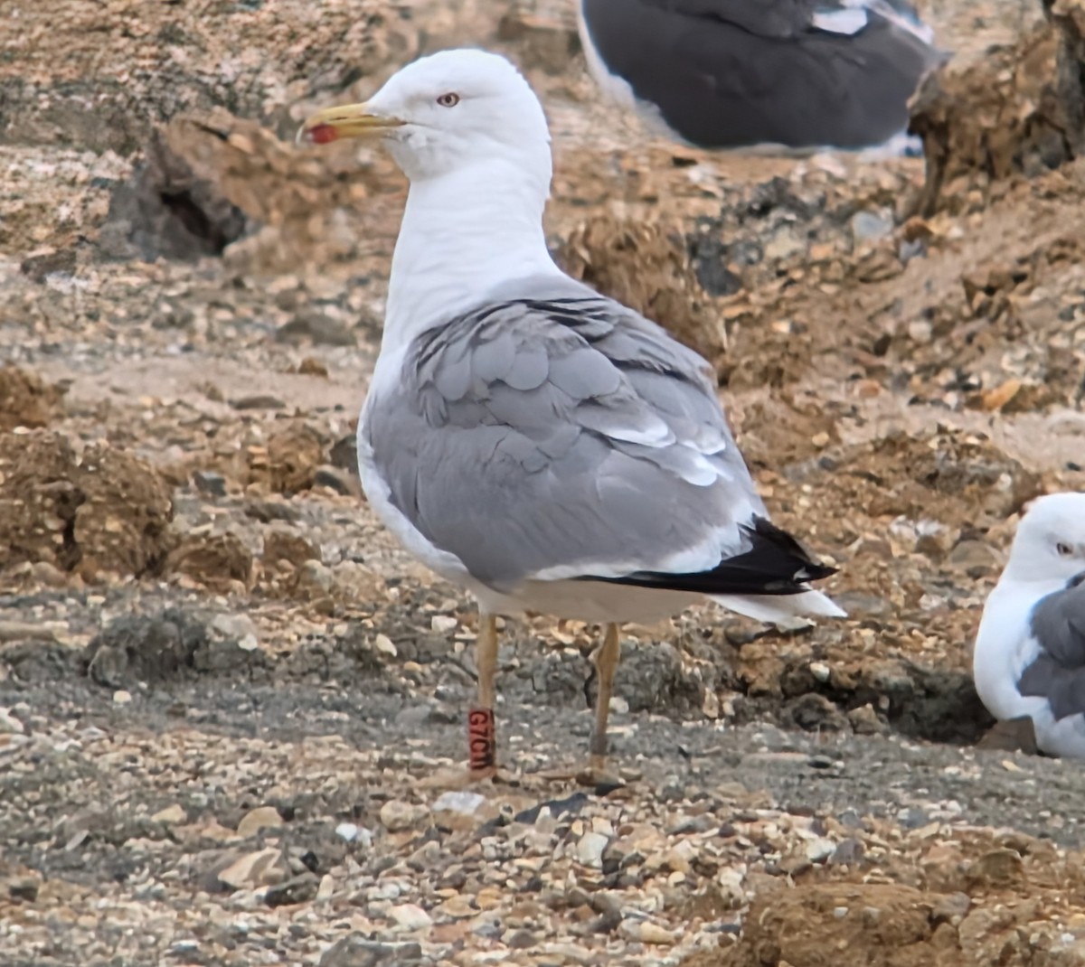 Gaviota Patiamarilla - ML621819609