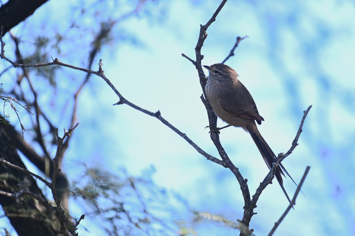 Tufted Tit-Spinetail - ML621819622