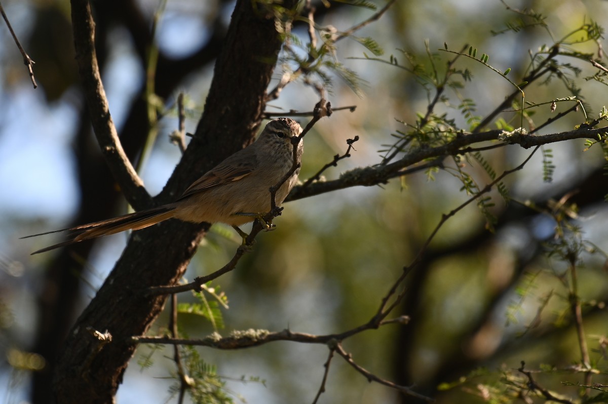 Tufted Tit-Spinetail - ML621819623