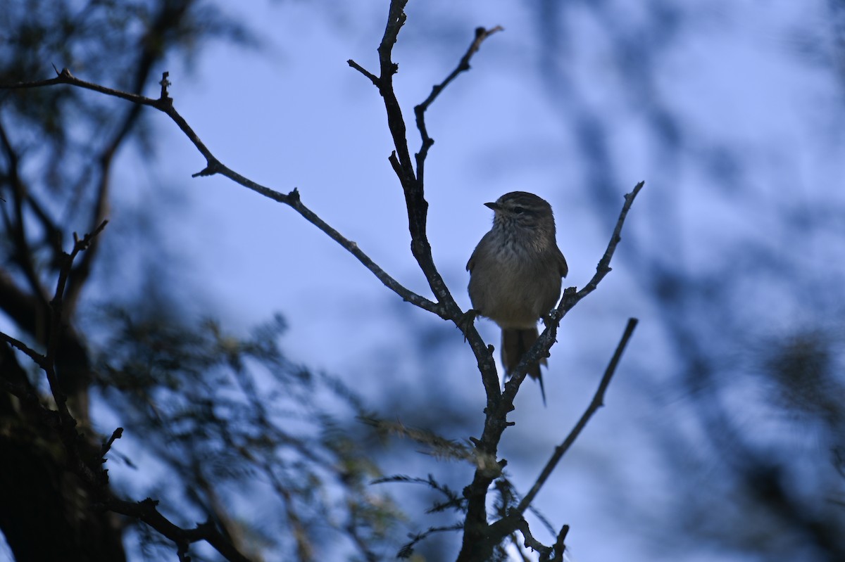 Tufted Tit-Spinetail - ML621819624