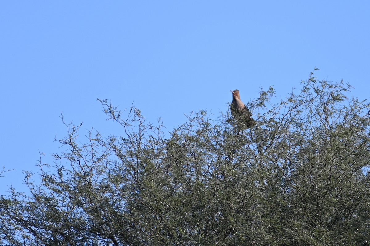 Brown Cacholote - ML621819636