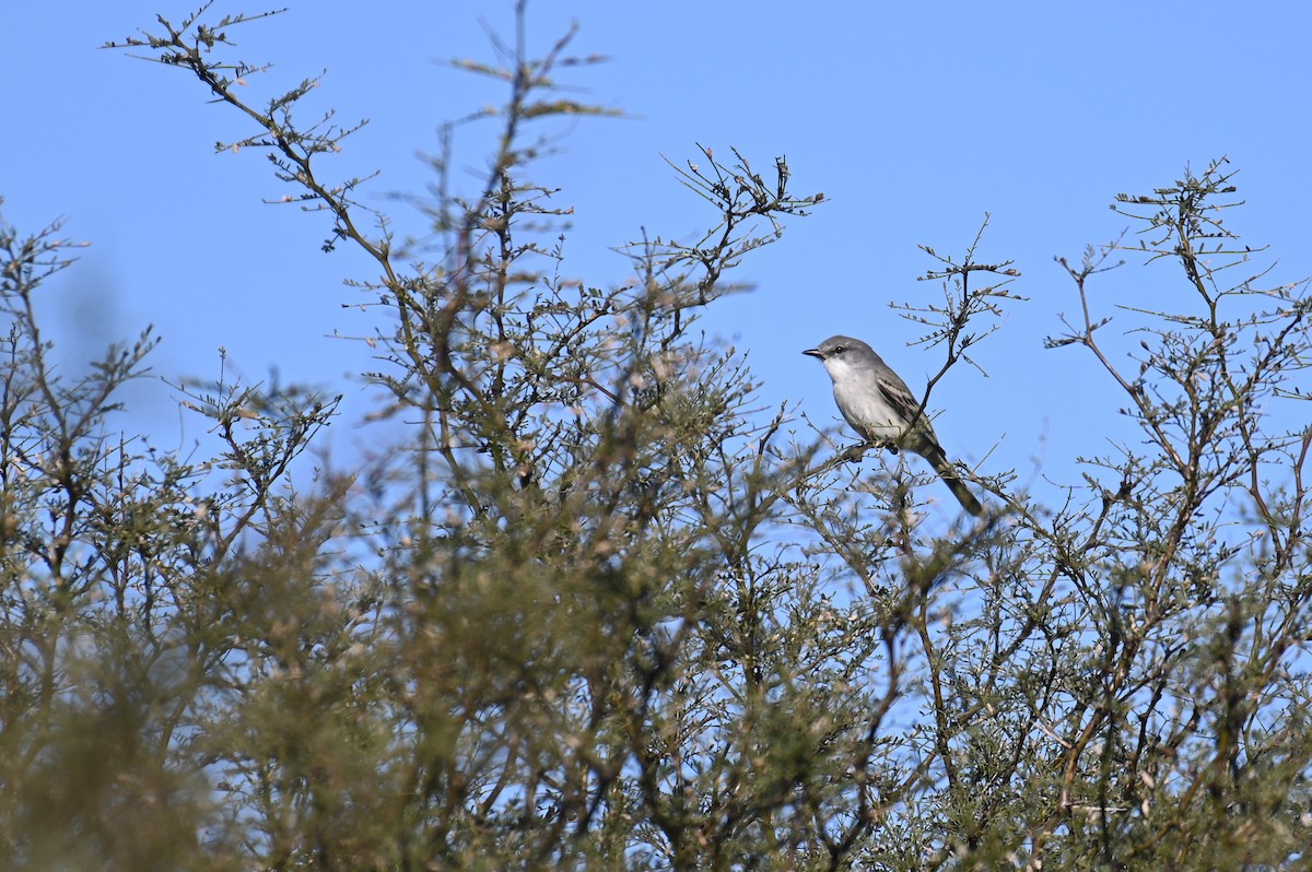 Suiriri Flycatcher - ML621819639