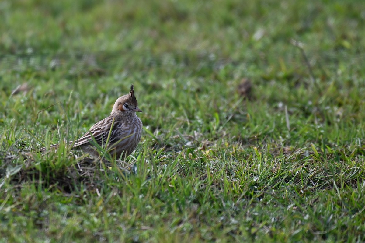 Lark-like Brushrunner - ML621819650