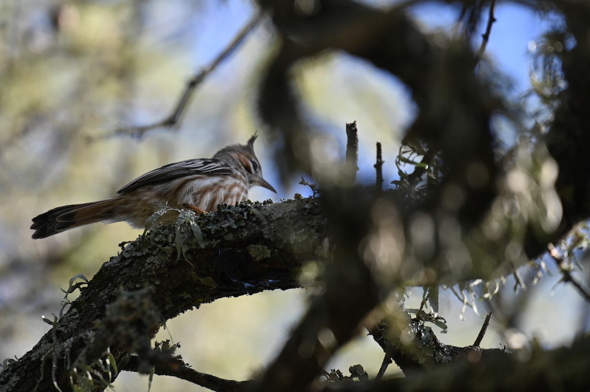 Lark-like Brushrunner - ML621819651