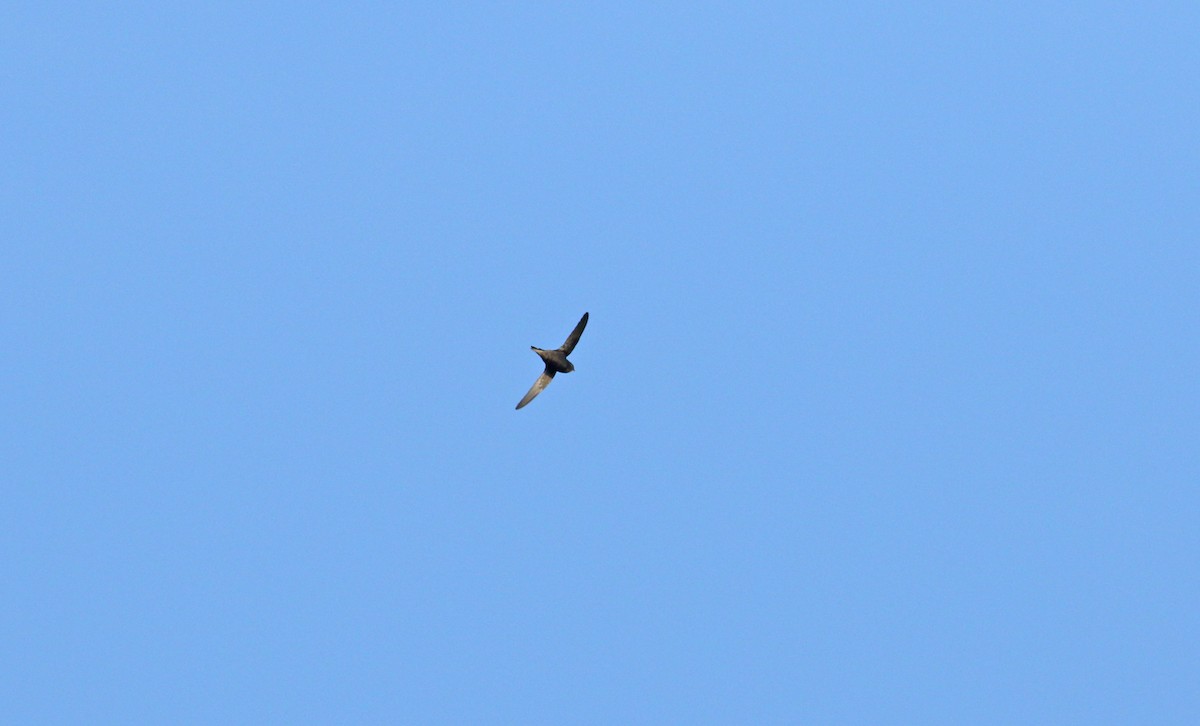 Common Swift - ML621819682