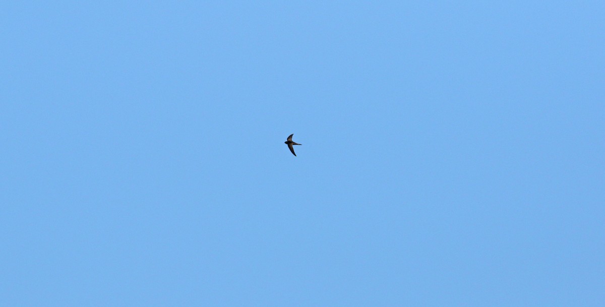 Common Swift - ML621819684