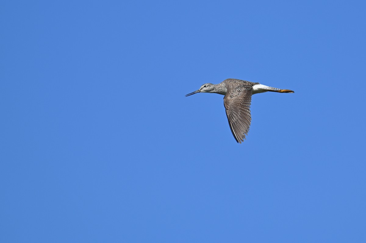 Greater Yellowlegs - ML621819705