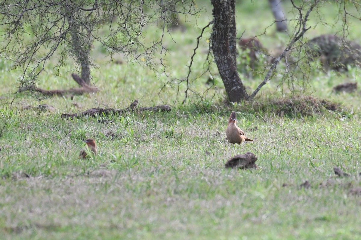 Brown Cacholote - ML621819729