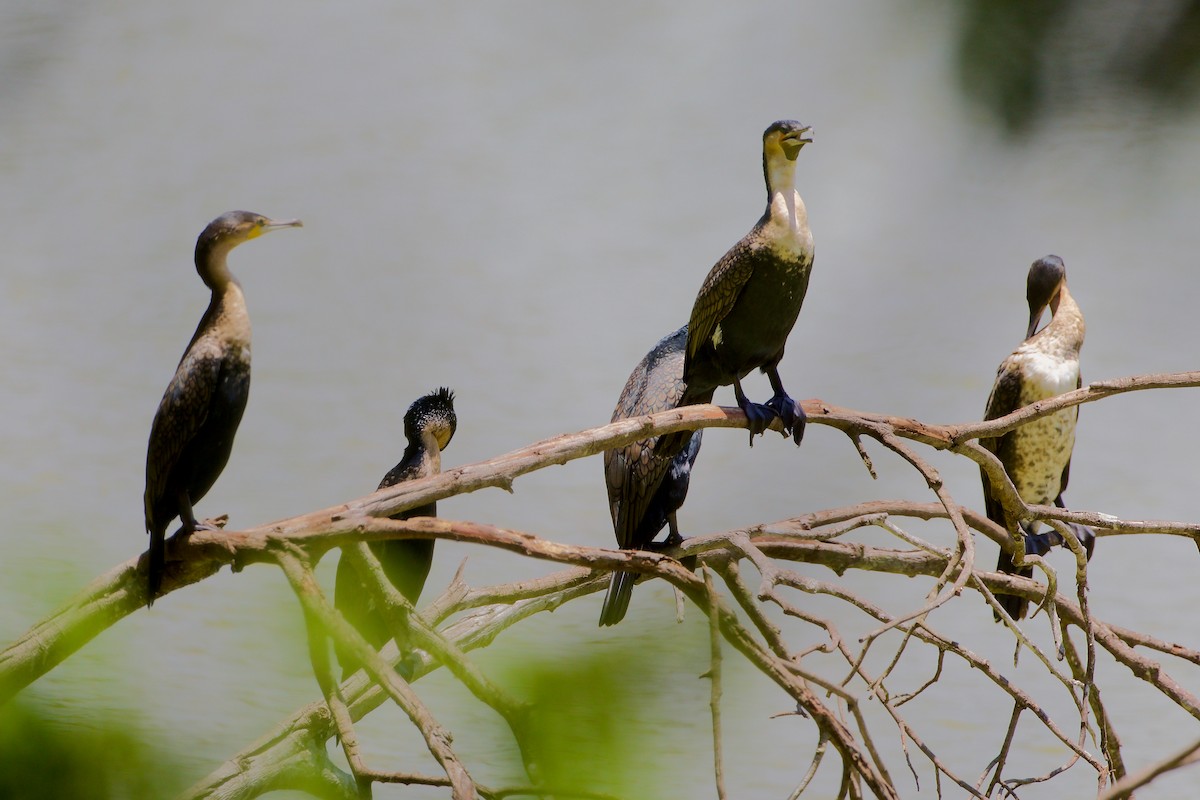 Great Cormorant - ML621819730