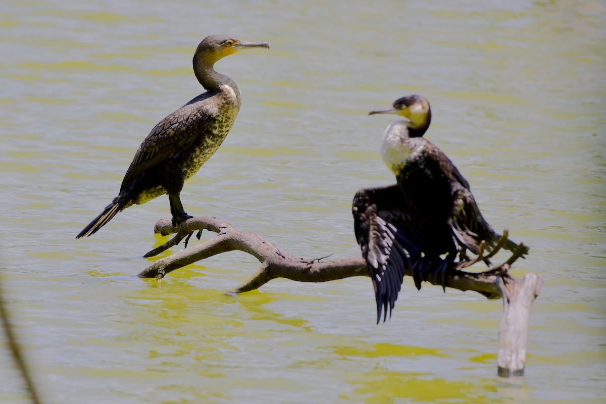 Great Cormorant - ML621819731