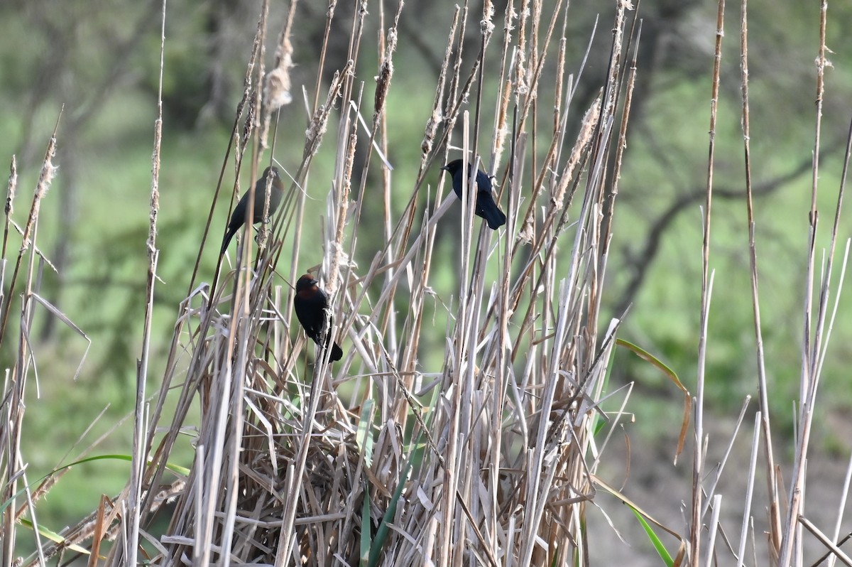 Chestnut-capped Blackbird - ML621819736