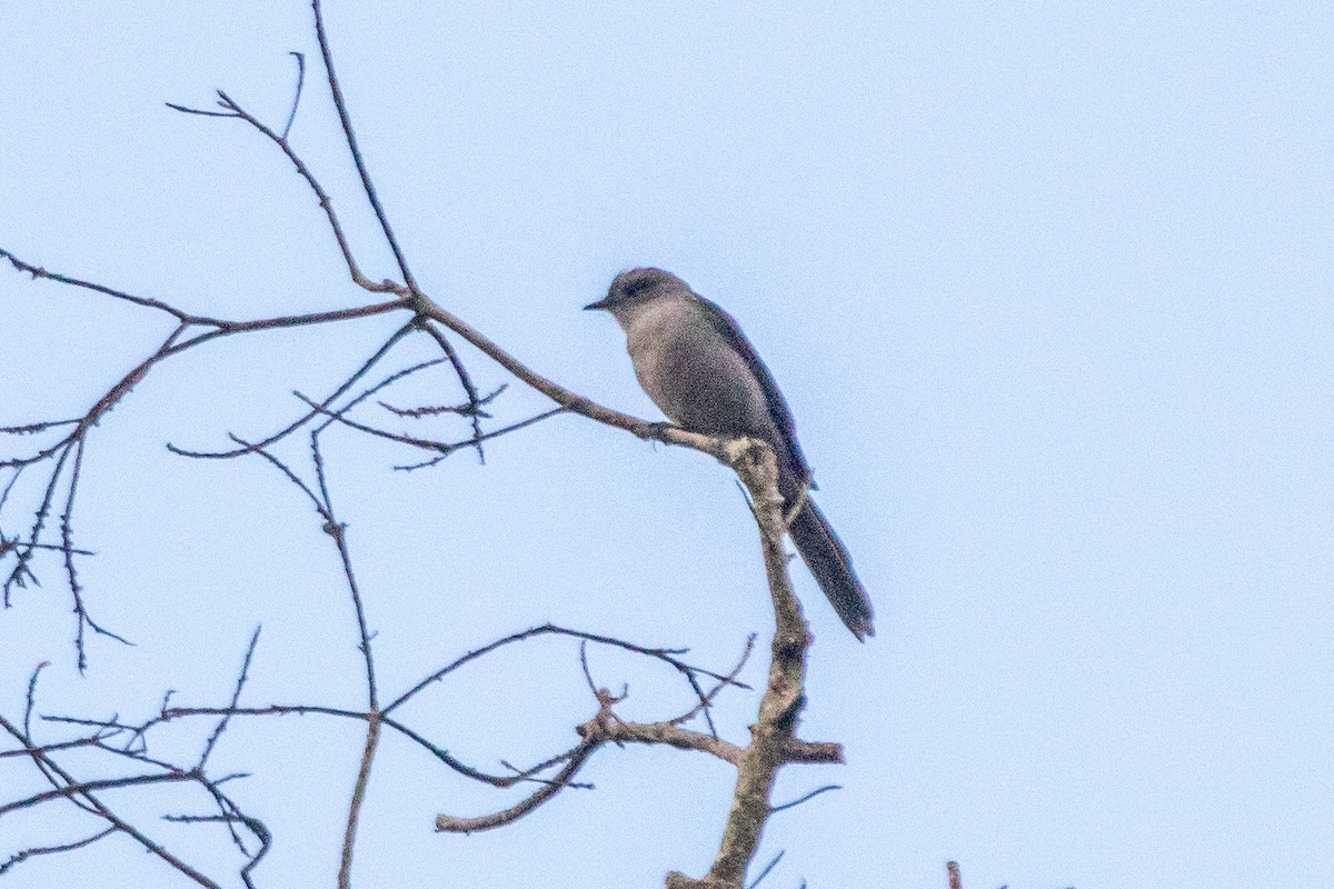 Shear-tailed Gray Tyrant - ML621819749