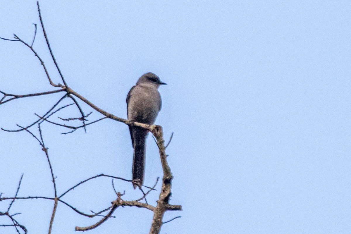 Shear-tailed Gray Tyrant - ML621819750