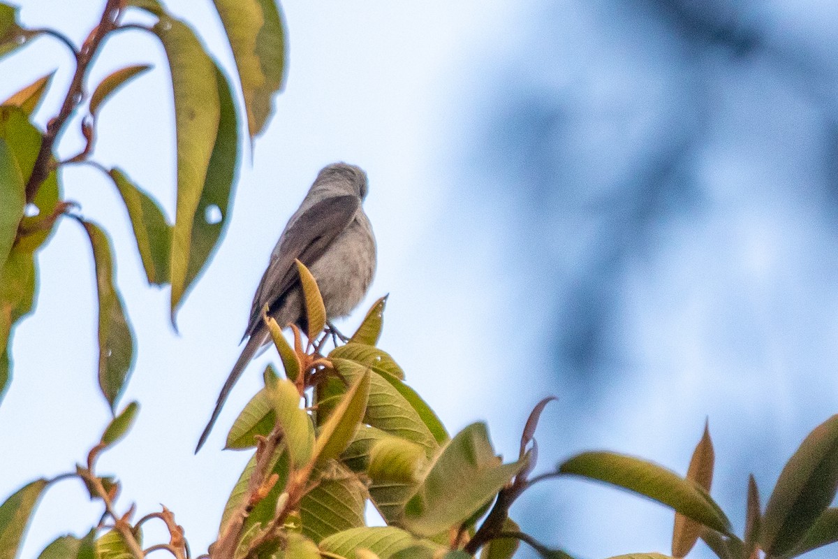 Shear-tailed Gray Tyrant - ML621819751