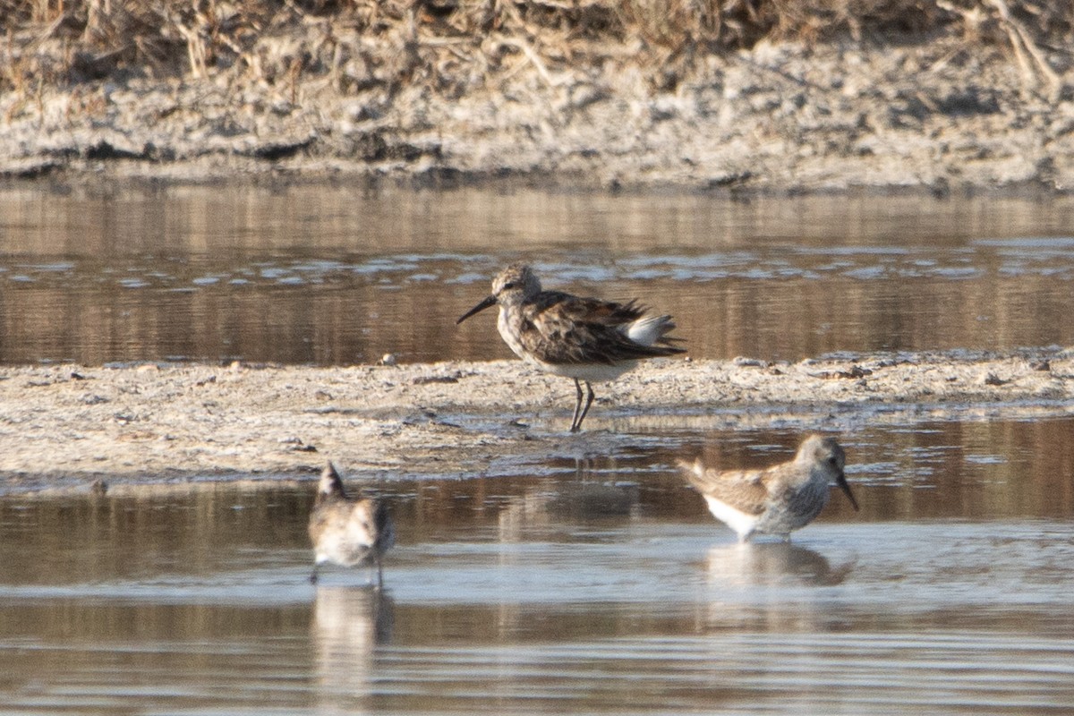 tanımsız küçük kumkuşu (Calidris sp.) - ML621819757