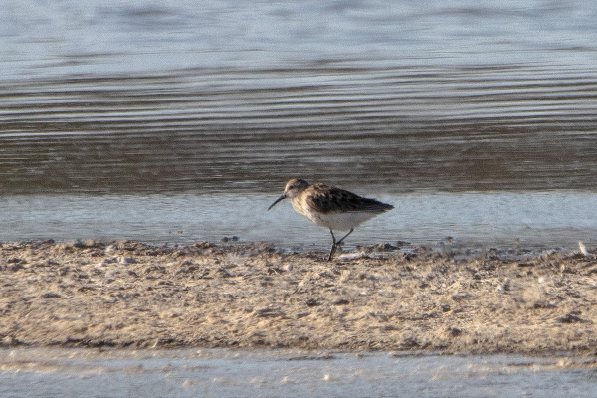 Calidris sp. (peep sp.) - ML621819758