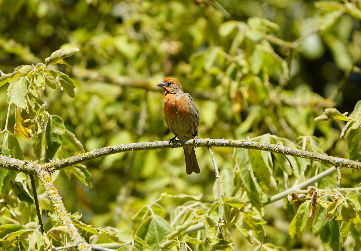 House Finch - ML621819771