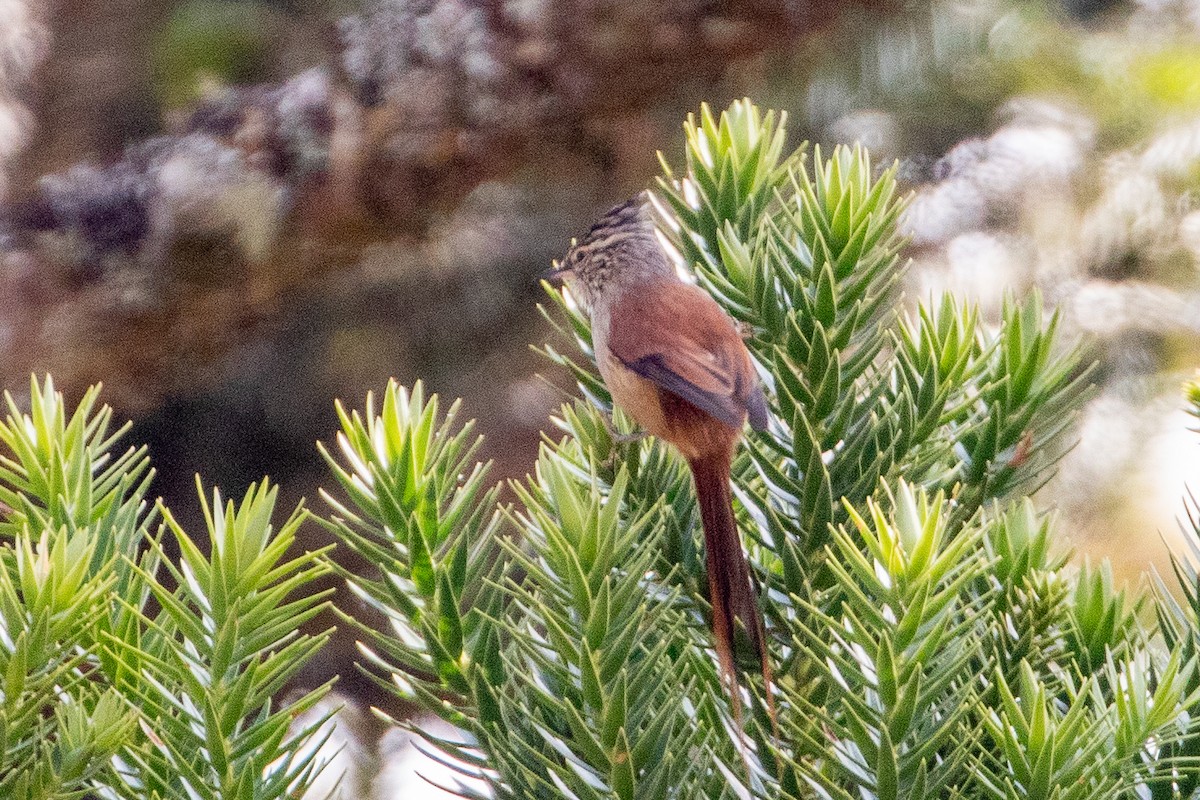 Araucaria Tit-Spinetail - ML621819795