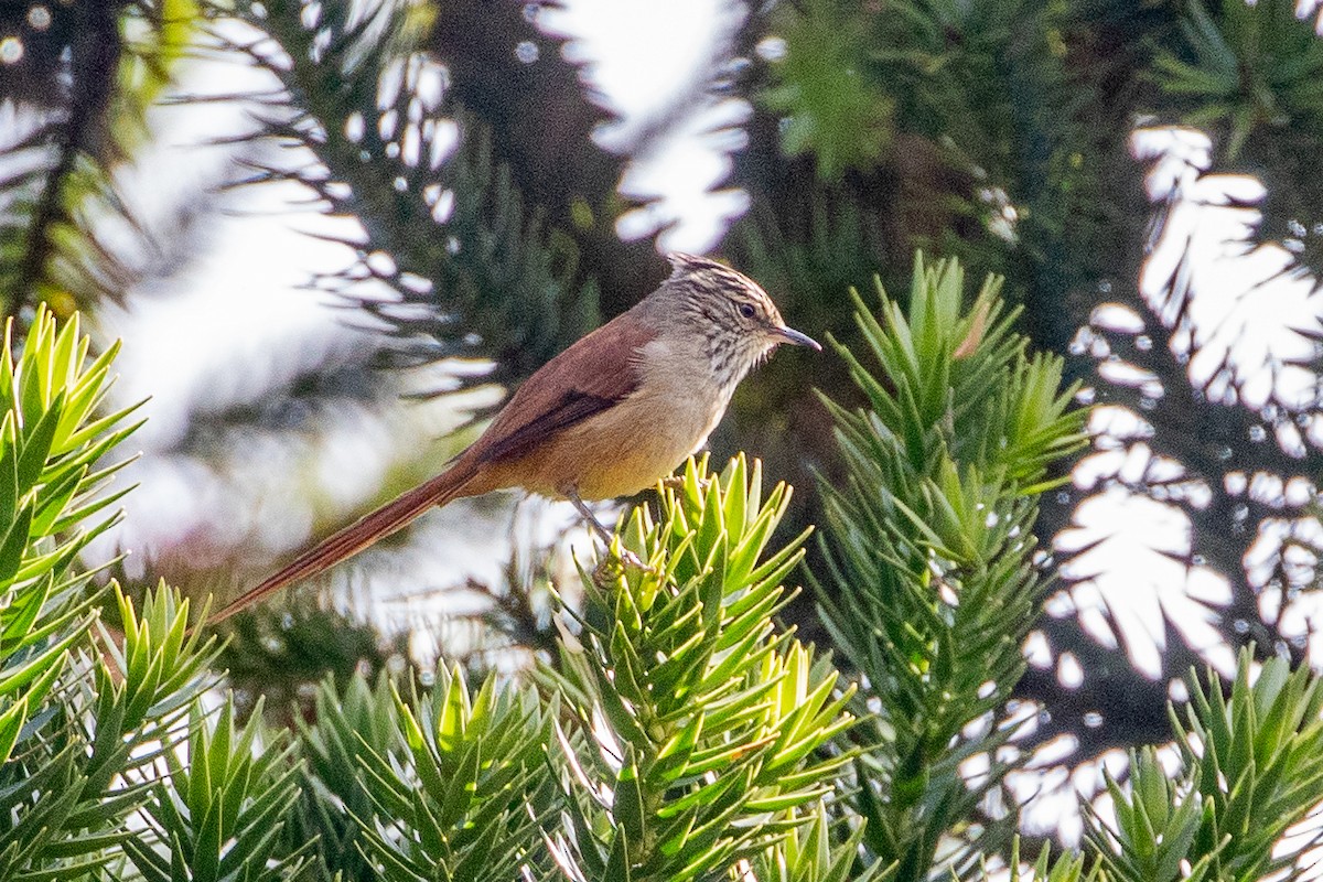 Araucaria Tit-Spinetail - ML621819796