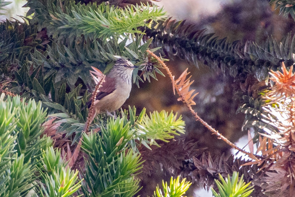 Araucaria Tit-Spinetail - ML621819797