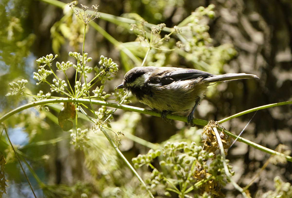 Chestnut-backed Chickadee - ML621819798