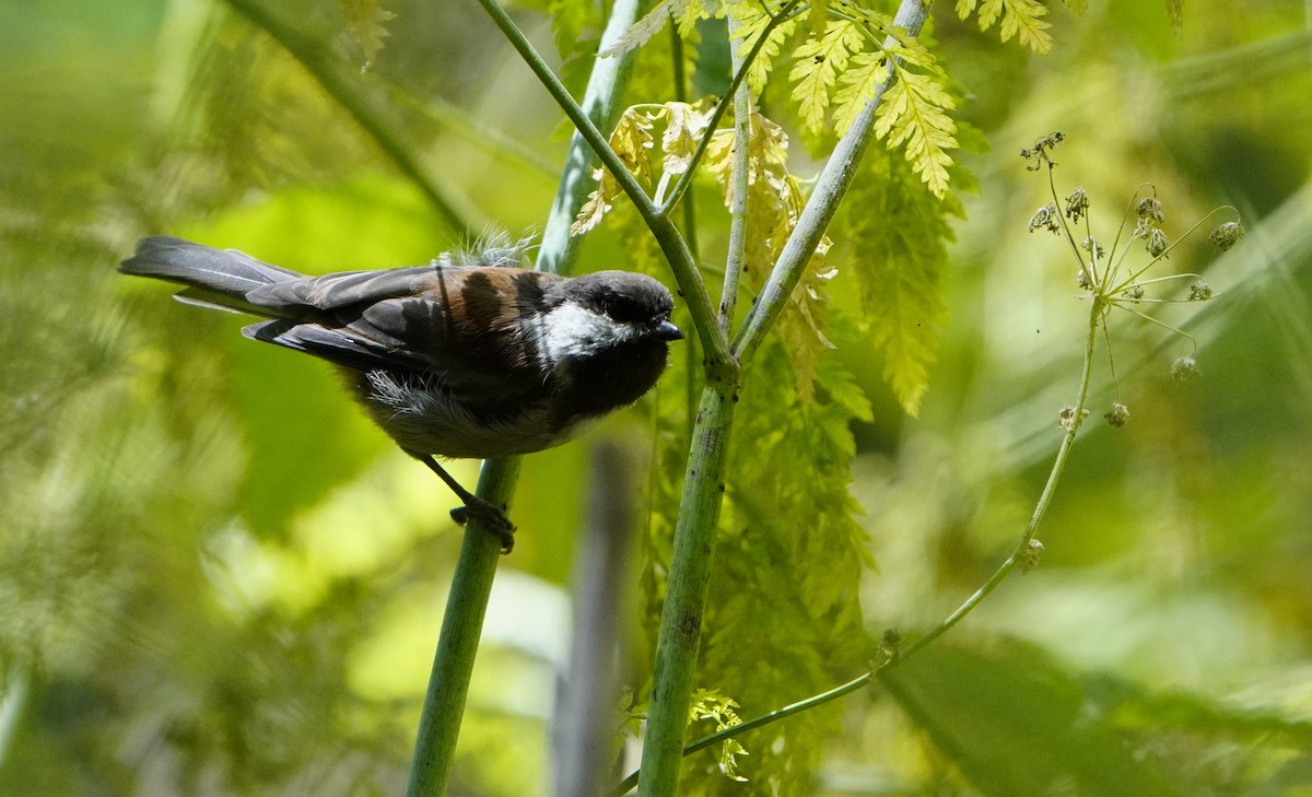 Chestnut-backed Chickadee - ML621819840