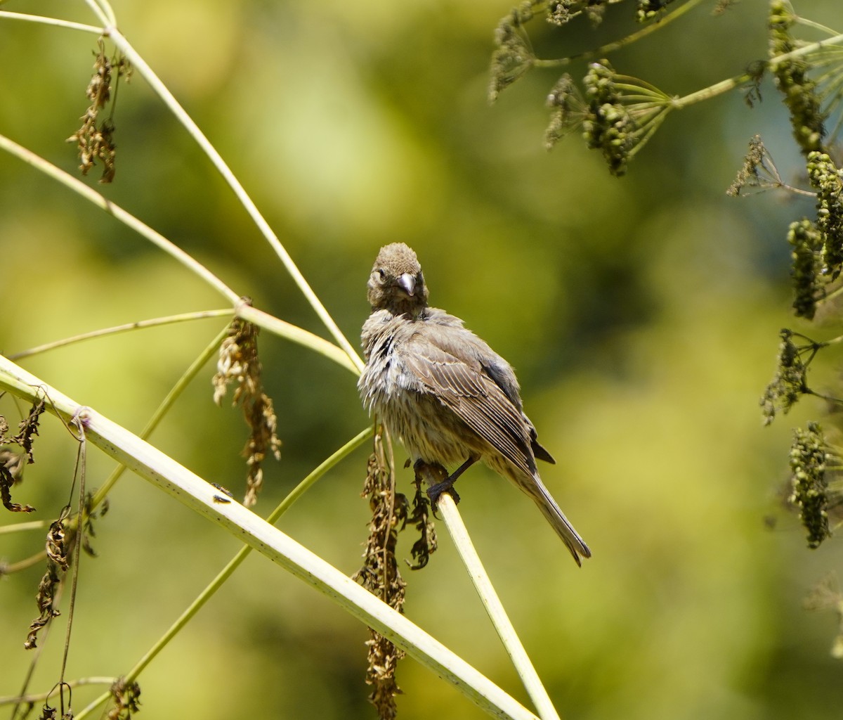 California Towhee - ML621819854