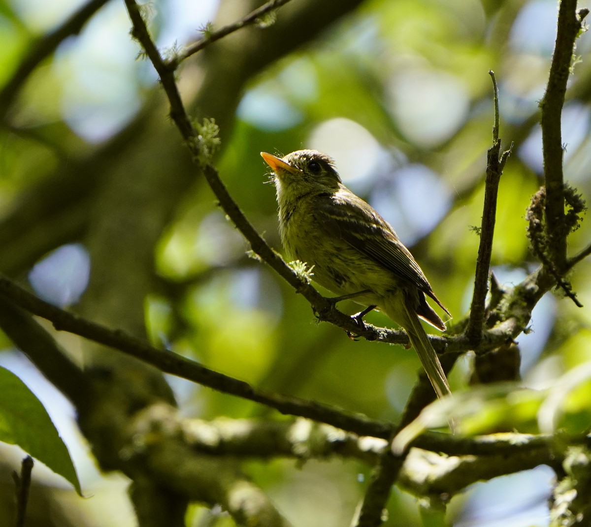 Western Flycatcher (Pacific-slope) - ML621819884