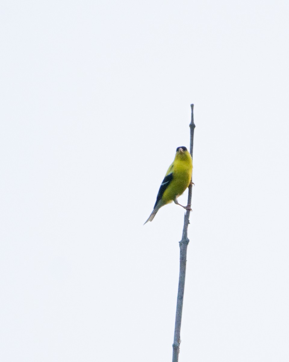 American Goldfinch - ML621819910