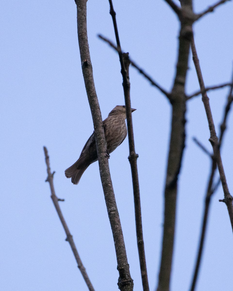 Brown-headed Cowbird - ML621819920