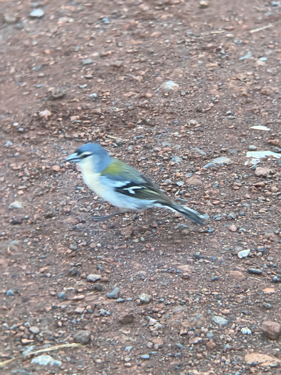 Azores Chaffinch - ML621819922