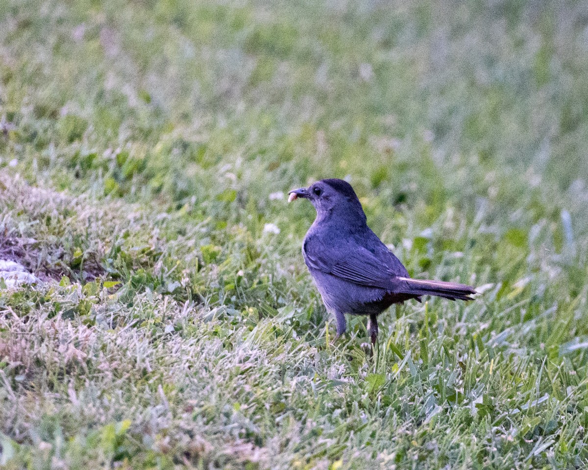 Gray Catbird - ML621819926