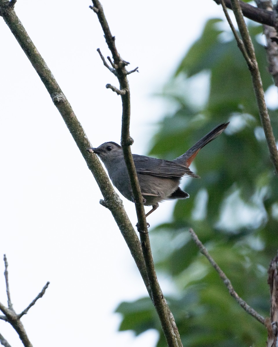 Gray Catbird - ML621819929