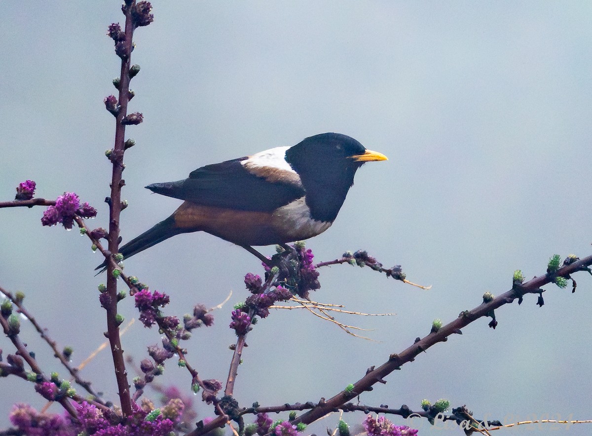 White-backed Thrush - ML621819932