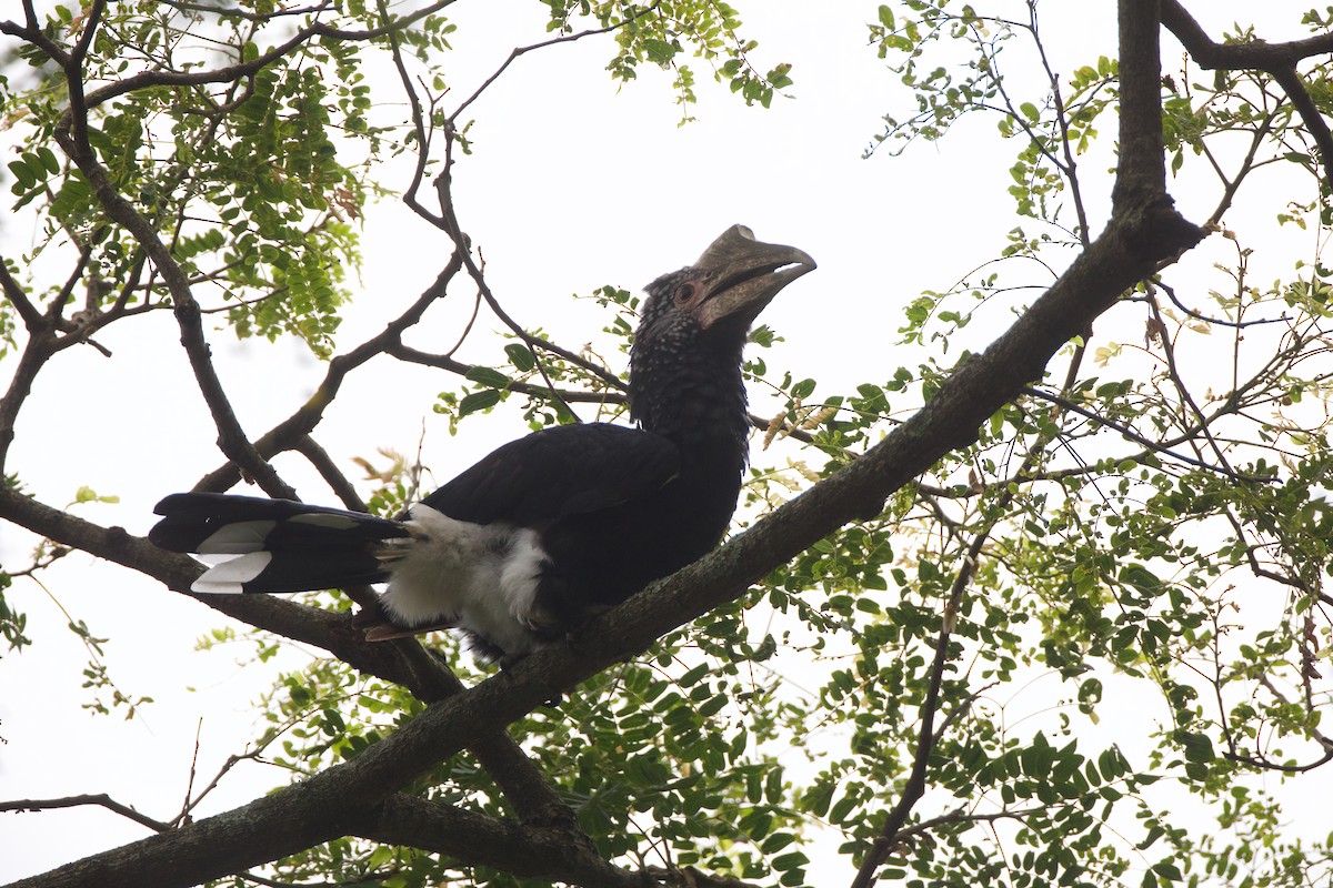 Silvery-cheeked Hornbill - ML621819959