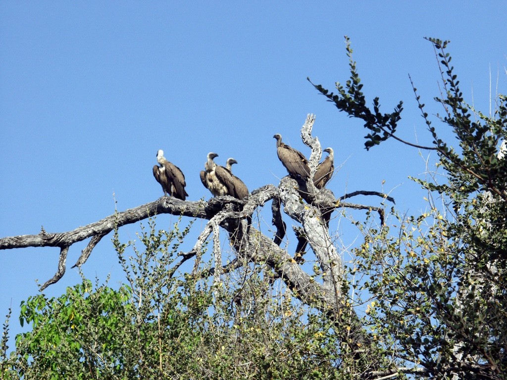 White-backed Vulture - ML621820012