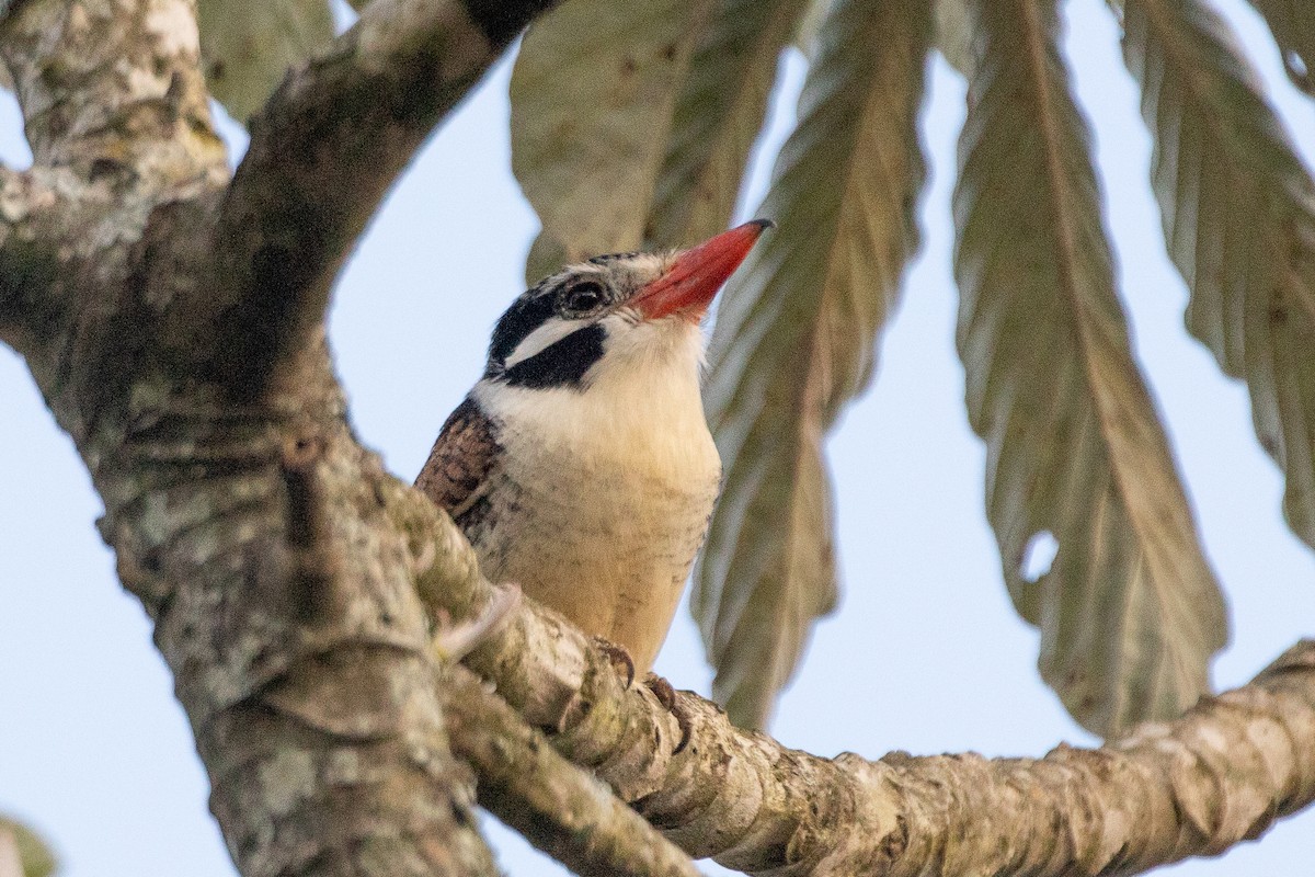 White-eared Puffbird - Neil Hayward