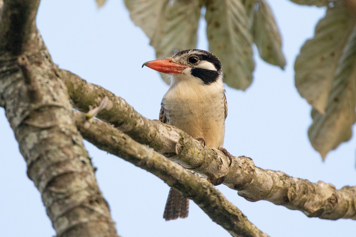 White-eared Puffbird - ML621820014