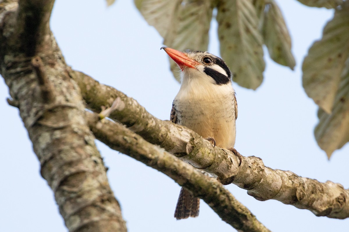 White-eared Puffbird - ML621820015