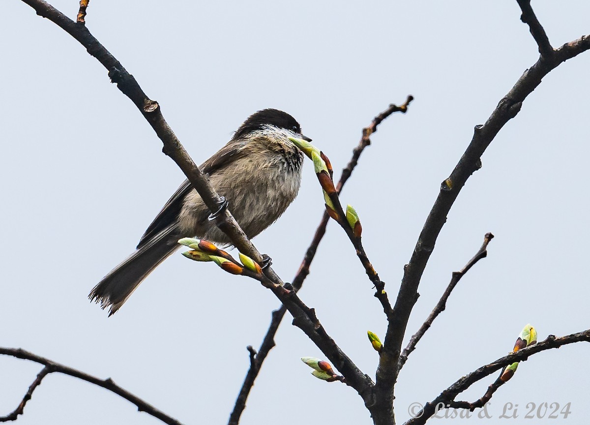 Sichuan Tit - ML621820044